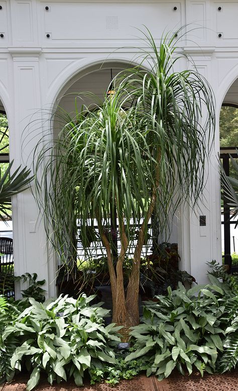 Modern Palm Tree Landscaping, Ponytail Palm Outdoor, Palm Tree Front Yard, Ponytail Palm Tree, Big Indoor Plants, Ponytail Palm, Palm Trees Landscaping, Potted Palms, Palm Garden