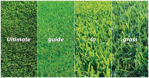 The ultimate guide to grass! There are quite a few different turf types, many different species and variations and different brands. Different Types Of Grass, Lawn Turf, Types Of Grass, Growing Cucumbers, Grass Type, Different Species, Backyard Inspo, Garden Show, Landscaping Tips