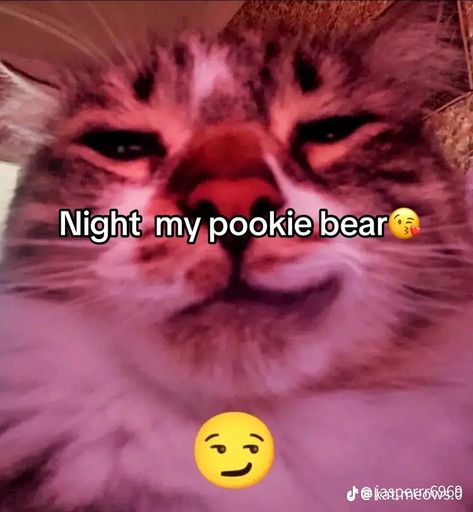 Goodnight Cat, Cat Silly, Funny Looking Cats, Good Night Funny, Silly Funny, My Pookie, Funny Animal Photos, Silly Cats Pictures, Funny Animal Jokes