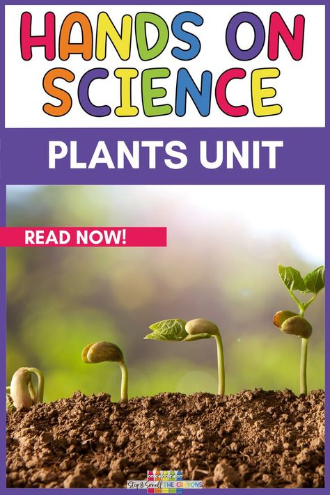 If you are an elementary school teacher or homeschooler teaching about plants then you need to check out this blog post. It is filled with lots of hands-on science activities to help your kids better understand the growth and changes in plants. Take your Plant Unit to the next level with these fun and engaging science activities that are perfect for kindergarten, first, second and third grade students. From plant life cycles to plants we eat your kids will love learning about plants. Hands On Science Activities, Plant Unit Kindergarten, Plants Life Cycle Activities, Activities For 1st Graders, Life Cycles Kindergarten, Learning About Plants, Teaching Plants, Plant Lessons, Elementary Science Activities