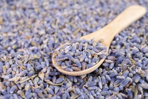 Learn what you need to know to grow lavender seeds. Growing Lavender Indoors, Mason Jar Herbs, Mason Jar Herb Garden, Spanish Lavender, Lavender Varieties, Lavender Seeds, Growing Lavender, Hardscape Design, English Lavender