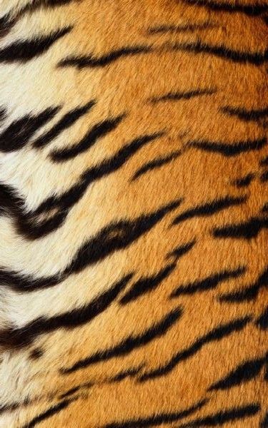 Tiger Fur, Afrique Art, Tiger Skin, Fire Tattoo, Animal Print Wallpaper, Tiger Stripes, Color Analysis, Animal Skin, Heart Wallpaper