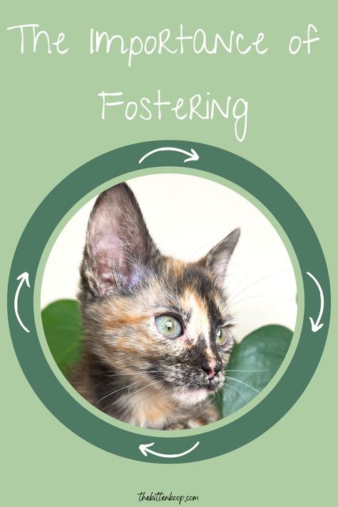 Kitten Fostering, Animal Rescue Ideas, Royal Love, Foster Animals, Jackson Galaxy, Bullet Art, Foster Cat, Life Vision, Mother Cat