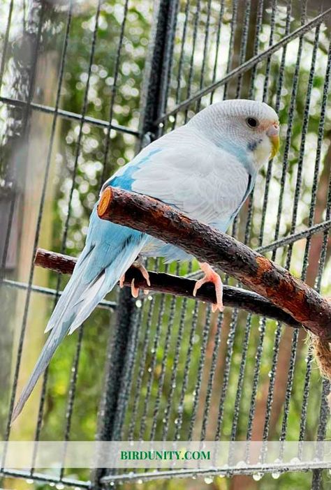 How to Make Your Parakeet Cage Setup Perfect? Parakeet Cage Setup, Parakeet Cage Ideas, Budgie Cage, Parakeet Cage, Bird Aviary, Fake Plants, How To Make Your, Birds, Make Your