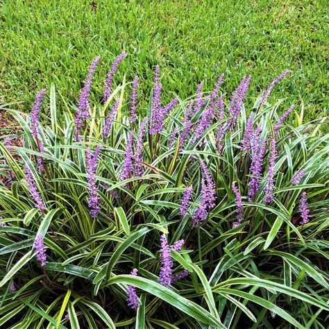 Variegated Liriope, Shrubs For Borders, Lily Turf, Monkey Grass, Liriope Muscari, Perennial Ground Cover, Edging Plants, Ornamental Grass, Small Front Yard Landscaping