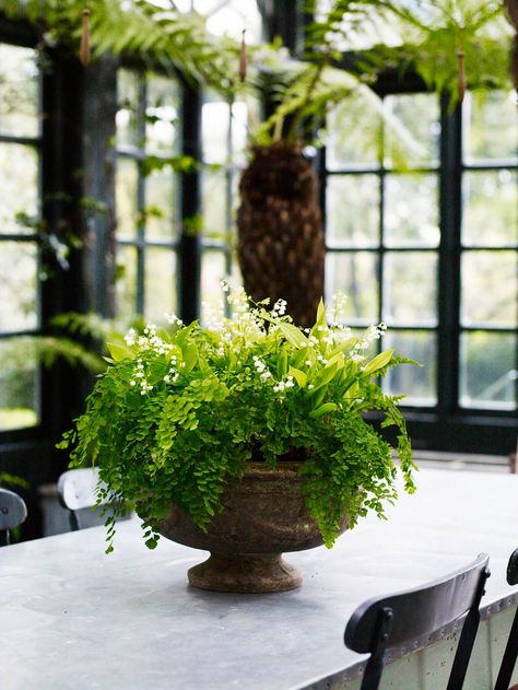 Indoor Fern Decor, April Flower Arrangements, Maidenhair Fern Indoor, Spring Container Gardens, Core Inspiration, Garden Baskets, Spring Planters, Backyard Escape, Potted Ferns