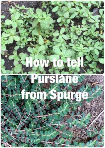 Fields Of Heather: Purslane - How to Recognize, Harvest, and Eat Edible Weeds, Wild Foraging, Wild Food Foraging, Wild Herbs, Edible Wild Plants, Portulaca Oleracea, Healing Plants, Herbs For Health, Wild Edibles