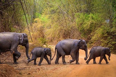 Asian Elephants, Nantes France, Wildlife Travel, Baby Elephants, Elephant Sanctuary, Save The Elephants, Asian Elephant, Wildlife Sanctuary, Photo Nature