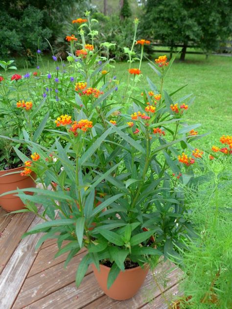 Milkweed Garden, Milkweed Butterfly, Butterfly Lady, Milkweed Seeds, Front Yard Plants, Milkweed Plant, Flower Png Images, Butterfly Plants, Invasive Plants