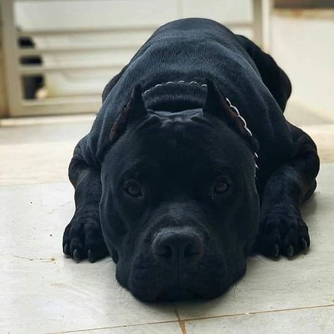 All black ❤️ Give him a name ?? Owner: @ Dm for credit ( All rights are reserved & belongs to the respective owners ) ✔️ Tag Someone Who Loves Pitbulls! 😍 ✔️ Follow Us For MORE POSTS LIKE THIS :) 🤕 💛 🤣 🍑😂❤ ℹTag a friend ⬇⠀⠀ 🐶Follow -> @pitbull.lover.world 🐶⠀⠀ ____________________________________________⠀⠀ #pitbull #pitbulllove #pitbullpuppy #pitbulllover #dog #pitbullpuppies #americanpitbull #pit #pitbullsarelove #pitbulllovvers #americanbully #staffordshirebullterrier #bully #pitbullsof Black Pitbull Puppies, Chien Cane Corso, Pitbull Dog Puppy, Ras Anjing, Pitbull Dog Breed, Black Pitbull, Bully Breeds Dogs, Pitt Bull, Big Dog Breeds