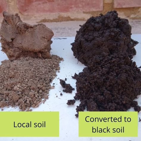 Picture of local soil and local soil converted to black soil. Amazon Rain Forest, Peat Soil, Black Soil, Compost Soil, Veg Garden, Food Forest, Soil Improvement, Rain Forest, Fruit Garden