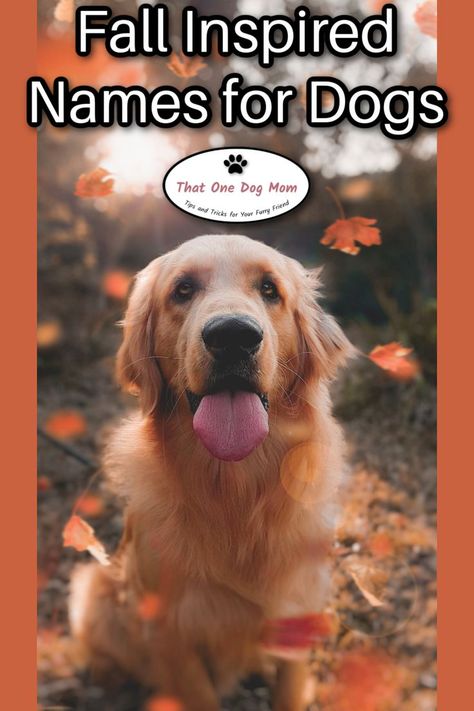 Fall inspired names for dogs with autumn birthdays | Autumn themed dog names Autumn Name, Golden Retriever Names, Girl Dog Names, Aesthetic Names, Fall Dog, Gotcha Day, Puppy Names, Fall Birthday, Dog Treat Recipes