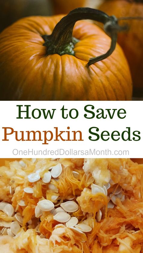 Saving Pumpkin Seeds, Saving Seeds From Vegetables, Grow Pumpkins From Seeds, Planting Pumpkin Seeds, Preserving Pumpkins, Save Seeds, Planting Pumpkins, Pumpkin Sauce, Pumpkin Garden