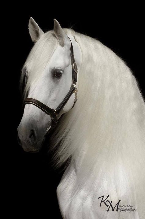 حصان عربي, Horse Images, Cai Sălbatici, Andalusian Horse, Most Beautiful Horses, Grey Horse, Most Beautiful Animals, Animale Rare, Majestic Horse