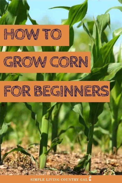 When To Plant Corn, Corn Growing, Growing Sweet Corn, Grow Corn, Harvest Corn, Growing Corn, Indoor Vegetables, Corn Seed, Corn Plant