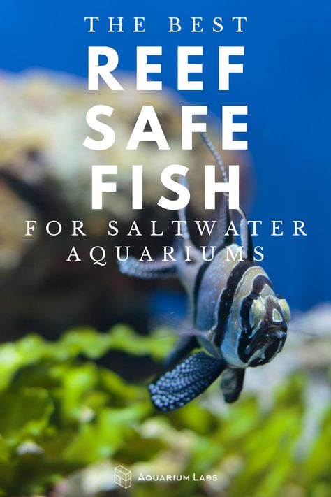 Small Saltwater Tank, Reef Safe Fish, Aquarium Saltwater, Salt Water Aquarium, Aquarium Tips, Marine Fish Tanks, Saltwater Aquariums, Ocean Plants, Saltwater Aquarium Fish