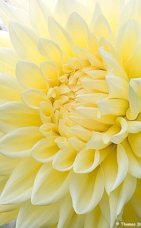 Kayla Lauren, Colour Mood, Pot Gardening, Dahlia Garden, Fantastic Flowers, Yellow Aesthetic Pastel, Dahlia Flowers, Lemon Meringue, Yellow Aesthetic