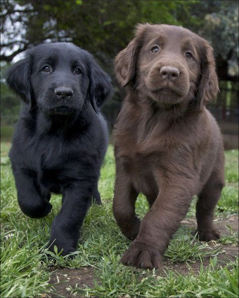 Chocolate Lab Puppies, Black Dogs, Golden Retriever Mix, Flat Coated Retriever, Labrador Retrievers, Lab Puppies, Chocolate Lab, Retriever Puppy, Blue Heeler