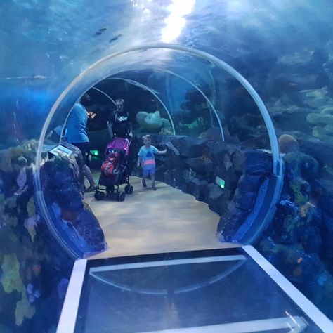 You can rely on ATL to follow through #qualitywinsintheend #underwater #acrylicviewing #aquarium #acrylic #fishhouse #fishtanks | Instagram Fish House, Fish Tank, Canning, On Instagram, Instagram