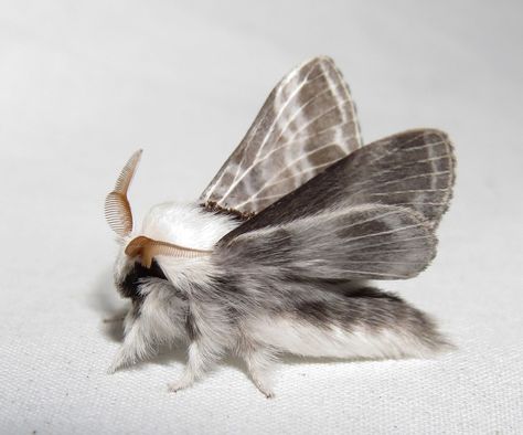 Large Tolype Moth - Tolype velleda (Monroe County, PA) September 12, 2015 Poodle Moth, Moth Species, Cute Moth, Cool Bugs, Animale Rare, Beautiful Bugs, Creepy Crawlies, Arthropods, Pretty Animals