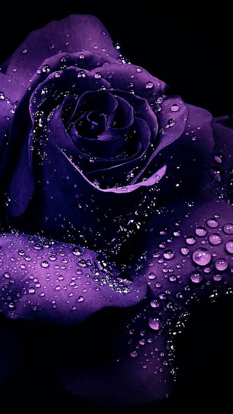 Purple Roses Wallpaper, Rosen Tattoo Frau, Golden Roses, Blue Roses Wallpaper, غلاف الكتاب, Purple Flowers Wallpaper, Rose Flower Wallpaper, Tapeta Galaxie, Flower Iphone Wallpaper