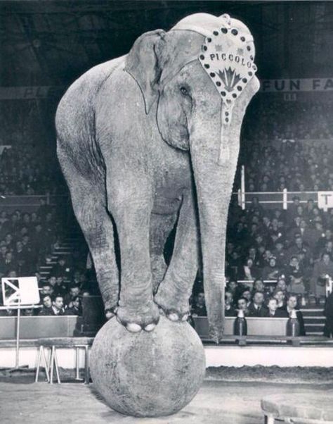 Elephant Elephant Balancing On A Ball, Elephant On A Ball, Circus Ball, Vintage Circus Photos, Circus Pictures, Cirque Vintage, Old Circus, Circus Aesthetic, Pierrot Clown