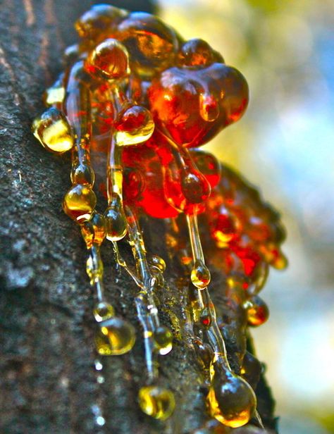 tree sap that looks like red and amber jewels. Motifs Organiques, Tree Sap, Rocks And Gems, Jolie Photo, Natural Forms, Gems And Minerals, Science And Nature, Rocks And Minerals, 그림 그리기