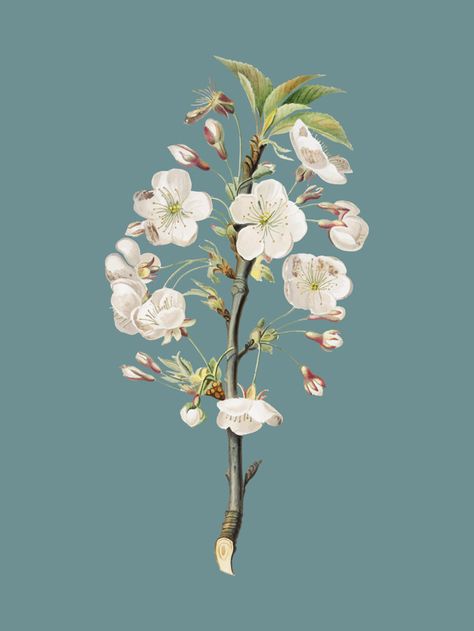 Pear tree flowers from pomona italiana illustration Free Vector Africa Art Design, Pink And White Background, Apricot Blossom, Pear Blossom, Tree Flowers, Flower Sleeve, Cherry Blossom Background, Leaf Illustration, Diy Plant Hanger