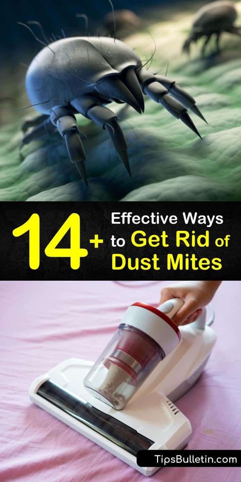 Dust Mites Bites, Kill Dust Mites, Dust Mite Spray, Dust Mite Allergy, Dust Allergy, Kids Allergies, Healthy Lungs, Allergy Remedies, Diy Sprays