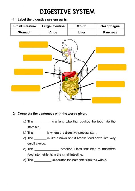 The digestive system online activity Digestive System Parts, Digestive System Worksheet, Body Systems Worksheets, Science Safety, Human Digestive System, Sistem Pencernaan, The Digestive System, Digestion Process, Science Worksheets