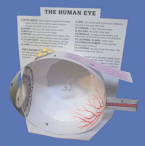 Eye Model  Classical Conversations  Cycle 3 Week 5 Science Project Models, Human Body Science, Eye Model, Basement Workshop, Biology Projects, Human Body Unit, The Human Eye, 5th Grade Science, Teaching Biology