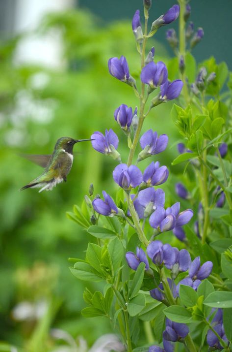 Blue Wild Indigo, Baptisia Australis, Flower Garden Plans, Wild Indigo, Hummingbird Plants, Fantasy Garden, Moon Nursery, Hummingbird Flowers, Dry Creek