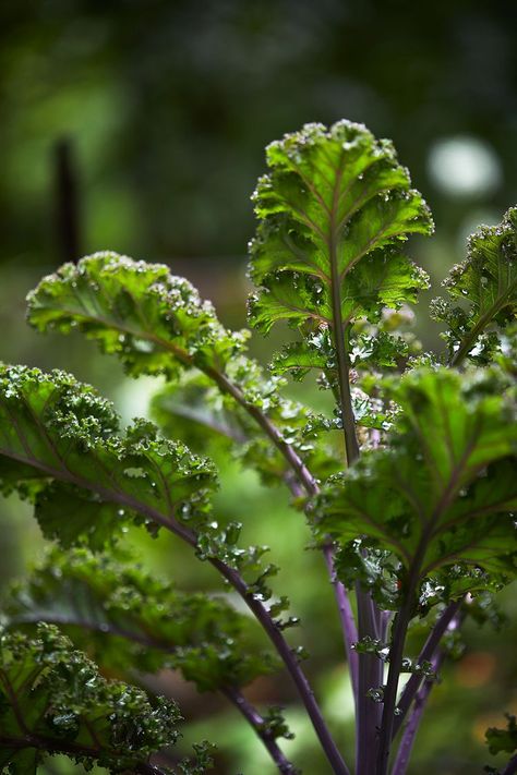 October List, Types Of Kale, Red Russian Kale, Harvesting Kale, Flowering Kale, Kale Plant, Dinosaur Kale, Backyard Food, Vegetable Salads