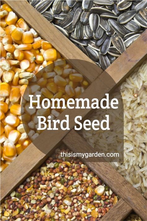 Homemade Bird Seed, Suet Recipe, Backyard Birds Sanctuary, Backyard Birds Feeders, Bird Suet, Bird Seed Ornaments, Bird Feeder Craft, Bird Seed Feeders, Homemade Bird Feeders