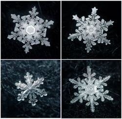 Real Snowflakes, Snowflakes Real, Amazing Nature, 3d Objects, Royalty Free Stock Photos, Every Day, Stock Images, Stock Photos, Illustrations