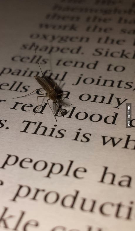 Was taking a picture of a mosquito while studying biology. Mosquito Meme, Youre Doing It Wrong, Taking A Picture, Blood Art, Book Annotation, Everything Funny, Dump A Day, Fantasy Aesthetic, Book Marketing