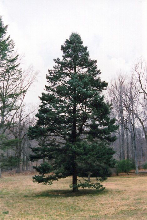 Rocky Mountain Douglas Fir (Pseudotsuga menziesii 'var. glauca') at Wasco Nursery Skater Quotes, Pseudotsuga Menziesii, Douglas Fir Tree, Paint Trees, Evergreen Landscape, Paris Garden, Trees For Front Yard, Valley City, Garden Centre