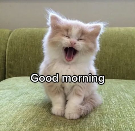 Silly Cats Good Morning, Why Are You So Cute Reaction Pic, Gm Cat Pics, Cat Good Morning Funny, Good Morning Mood Pics, Have A Nice Day Reaction Pic, Good Morning Cats So Cute, Cat Saying Good Morning, Good Morning Reaction Pic