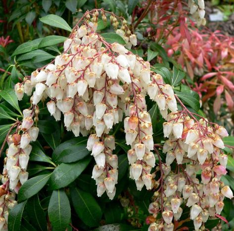 Japanese Andromeda Flowers for front shade spot (http://willowsidhe.hubpages.com/hub/ShadeShrubs) Japanese Andromeda, Deer Resistant Shade Plants, Japanese Pieris, Spring Perennials, Shade Loving Shrubs, Pieris Japonica, Perennial Ground Cover, Plants Under Trees, Albizia Julibrissin