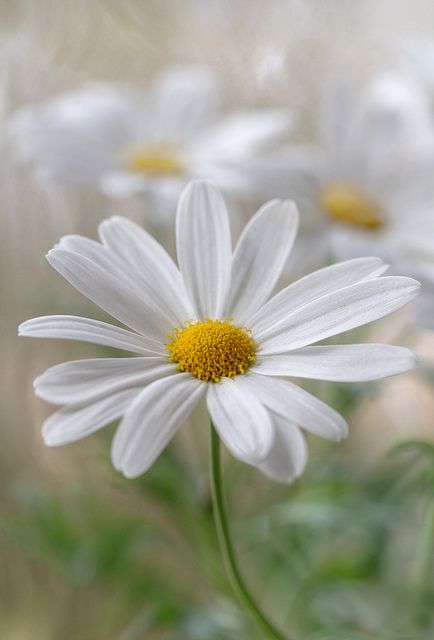 For all the promises of God in Him are Yes, and in Him Amen, to the glory of God through us. [2 Corinthians 1:20] (Marguerite) Sunflowers And Daisies, Daisy Love, Happy Flowers, White Gardens, Deco Floral, Beautiful Blooms, Flower Pictures, White Flower, Love Flowers