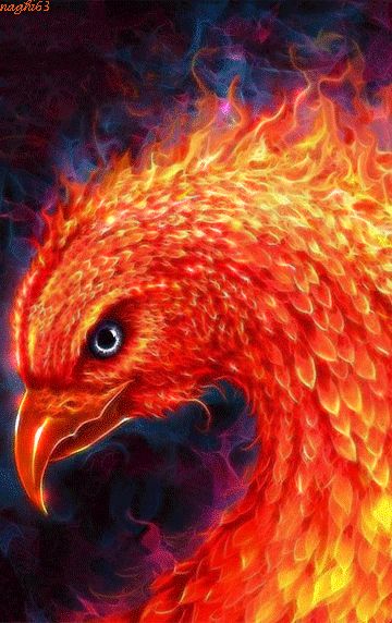 FIRE_FLAMES GIFRainbowsMore Pins Like This At FOSTERGINGER @ Pinterest Tato Phoenix, Phoenix Bird Tattoos, Phoenix Artwork, Phoenix Images, Bird Brain, Fire Image, Phoenix Art, Phoenix Bird, Digital Art Gallery