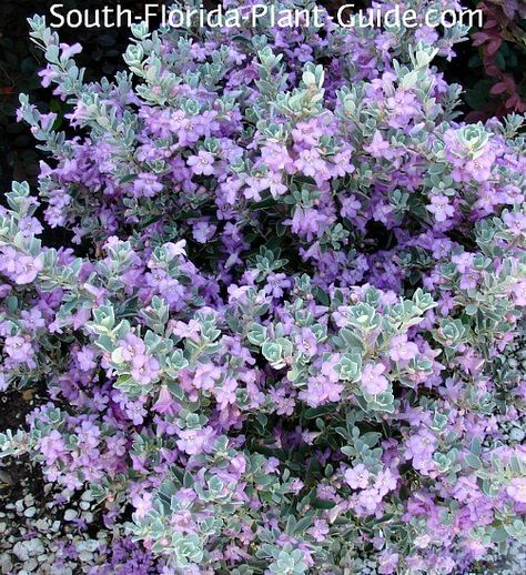 South Texas Landscaping, Central Texas Garden, Island Landscaping, Sage Bush, Texas Sage, Coastal Ideas, Florida Trees, Texas Landscaping, Full Sun Shrubs