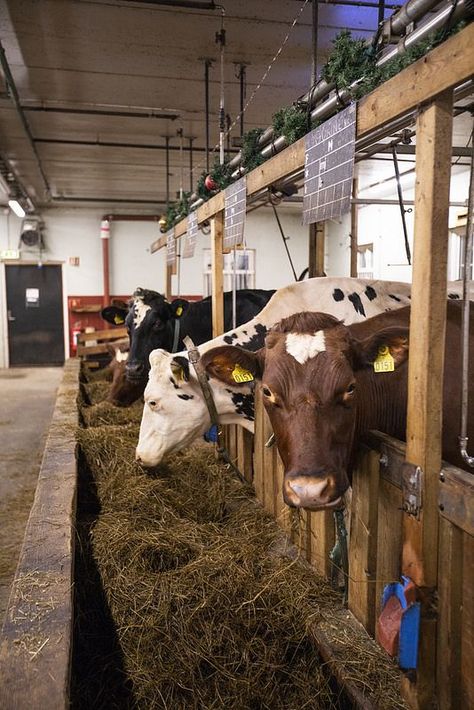 Stables Layout, Farm Animal Aesthetic, Cow Stanchion, Dairy Farm Design, Cow Story, Cattle Barn Designs, Farm Compound, Cow Shed Design, Farming House