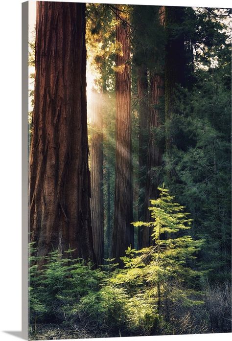 Stretched Canvas Print entitled Redwood National Park, California - Sunlit Trees.  Multiple sizes available.  Primary colors within this image include White, Dark Gray, Light Yellow, Peach.  Made in the USA.  All products come with a 365 day workmanship guarantee.  Inks used are latex-based and designed to last.  Canvases are stretched across a 1.5 inch thick wooden frame with easy-to-mount hanging hardware.  Canvas frames are built with farmed or reclaimed domestic pine or poplar wood. Redwood Trees Painting, Redwood Painting, Red Wood Tree, Dream Roadtrip, Learning Watercolor, Forest Mural, Redwood National Park, Redwood Tree, National Park California