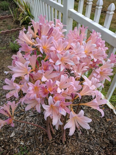 August 14, 2017. Surprise lilies Surprise Lilies, Surprise Lily, Maine Garden, Wonderful Flowers, Outdoor Landscaping, Lily Flower, Calla Lily, Plant Life, Garden Ideas