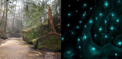 In the darkness of night in Dismals Canyon, hordes of tiny, bioluminescent creatures light up the moss-covered canyon, and surround visitors with an effervescent glow. Similar to the glowworms found in Australia and New Zealand, these "dismalites" Dismals Canyon Alabama, Dismals Canyon, Glamping Cabin, Alabama Travel, Camping Destinations, Nature Conservation, In The Darkness, Natural Scenery, Camping Experience