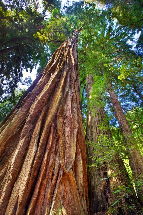 Mighty Coastal Redwoods - Muir Woods, CA | par Daniel Peckham Muir Woods California, Coastal Redwood, Coast Redwood, Amazing Trees, Big Trees, Bg Design, Muir Woods, Redwood Tree, Forest Photos