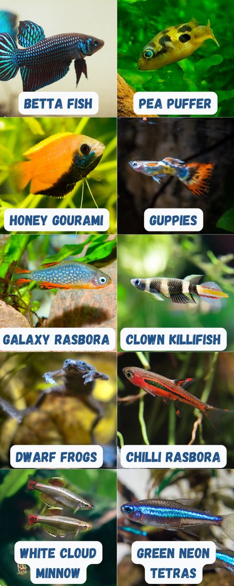 Dive into this comprehensive blog post detailing the most suitable fish species for a 6-gallon tank setup. From vibrant colors to ease of care, find the best finned friends that'll make your small aquarium lively and delightful. A guide tailored for beginners and pros alike! 6 Gallon Fish Tank, Small Aquarium Fish, 37 Gallon Fish Tank Ideas, 40 Gallon Fish Tank Ideas, Freshwater Fish Tank Ideas, Beta Tank Setup, 20 Gallon Fish Tank Ideas, Fish For Small Tanks, 10 Gallon Fish Tank Ideas