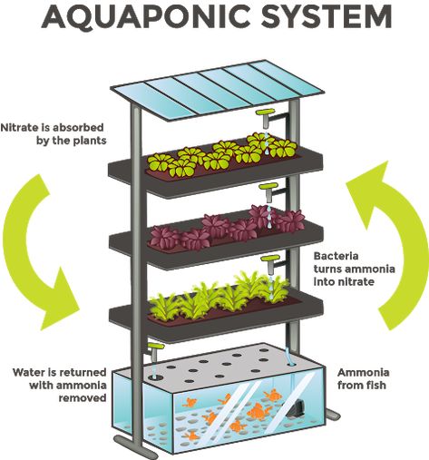 Backyard Aquaponics Farming with Complete Setup – The Backyard Cabin