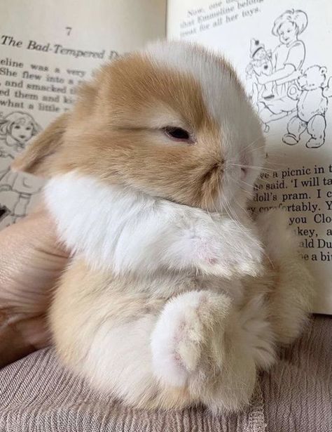 Pet Bunny Rabbits, Karakter Sanrio, Koci Humor, Cute Bunny Pictures, Cute Small Animals, Cute Animals Puppies, Animale Rare, Super Cute Animals